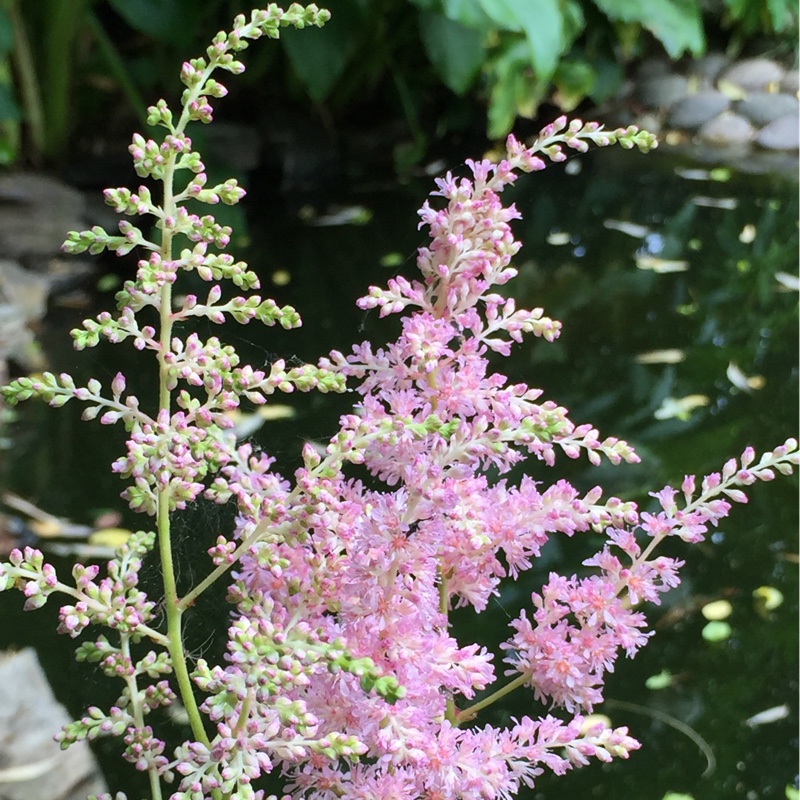 Plant image Astilbe x japonica 'Europa'