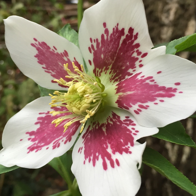 Plant image Helleborus x hybridus 'White Lady Spotted' (Lady Series)