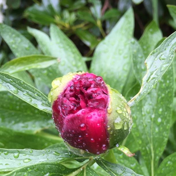 plant image 1592