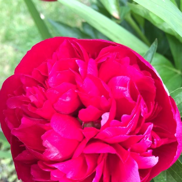 plant image 1593