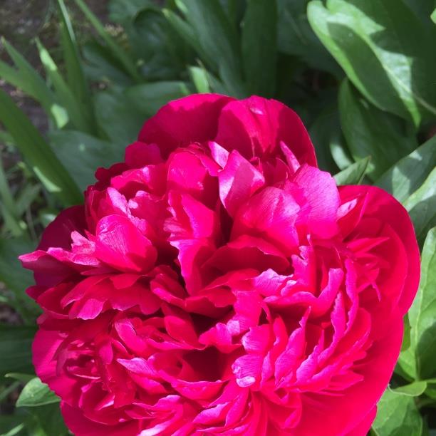 plant image 1594