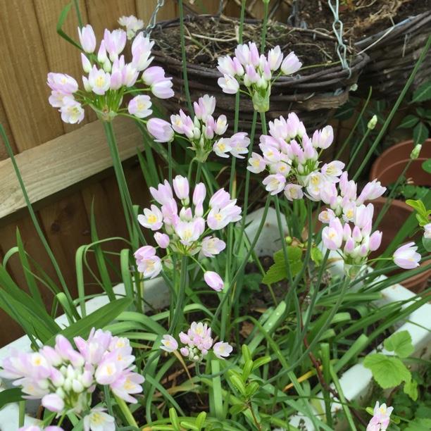 Plant image Allium roseum