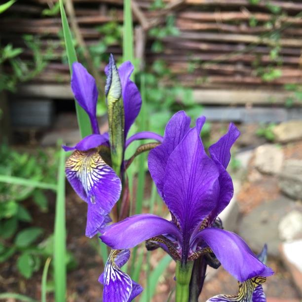 plant image 1699