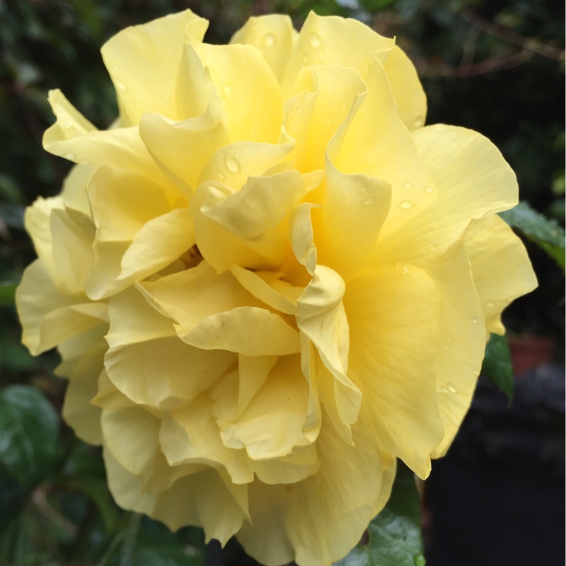 Plant image Rosa 'Golden Wedding'