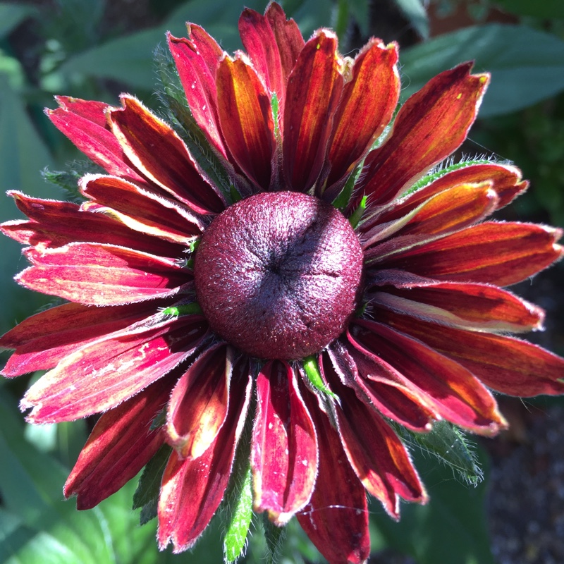 Rudbeckia hirta 'Cherry Brandy'