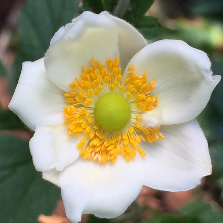 Plant image Anemone Hupehensis var. japonica 'Alba'