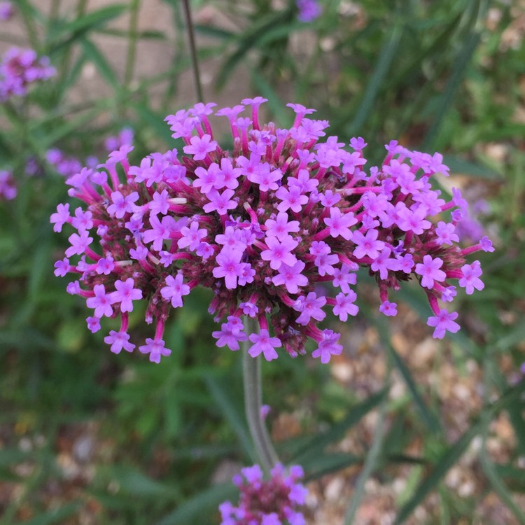 plant image 224720