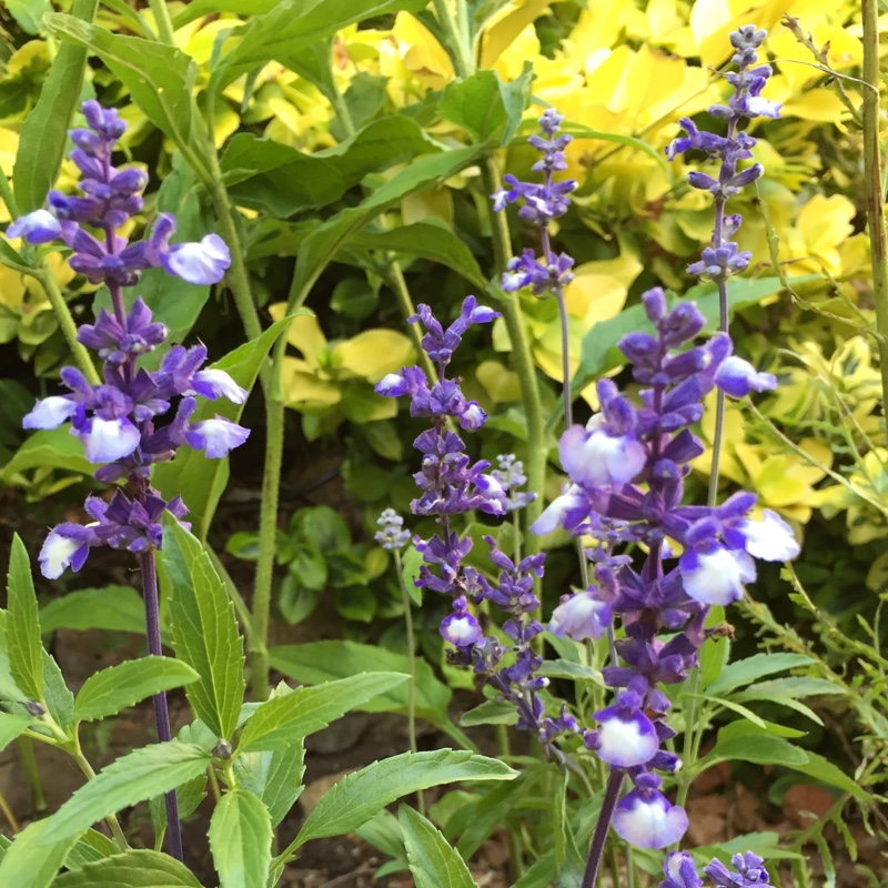 plant image 3187