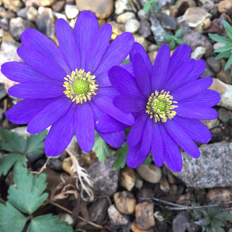 Plant image Anemone blanda 'Blue Shades'