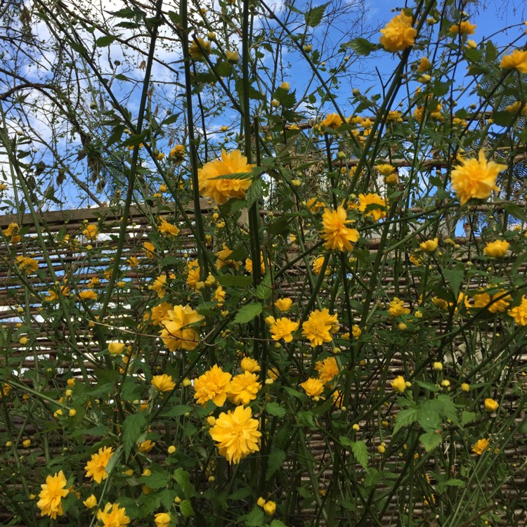 Plant image Kerria japonica 'Pleniflora'