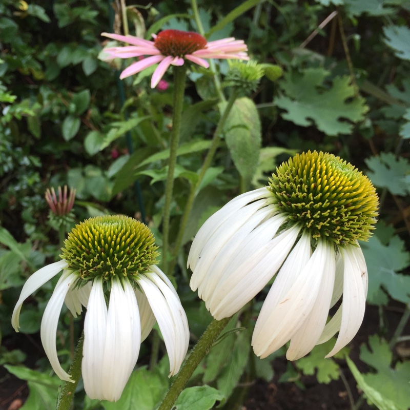 plant image 3388 plant image 3388