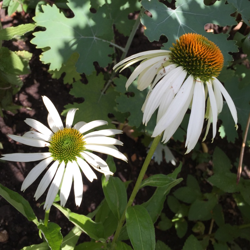plant image 3391 plant image 3391
