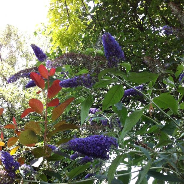 plant image 356