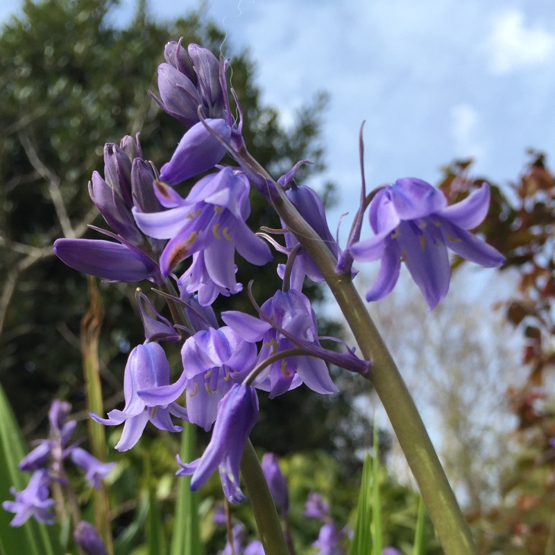Plant image Hyacinthoides x massartiana