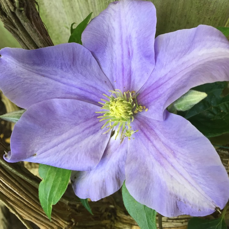 plant image 414949