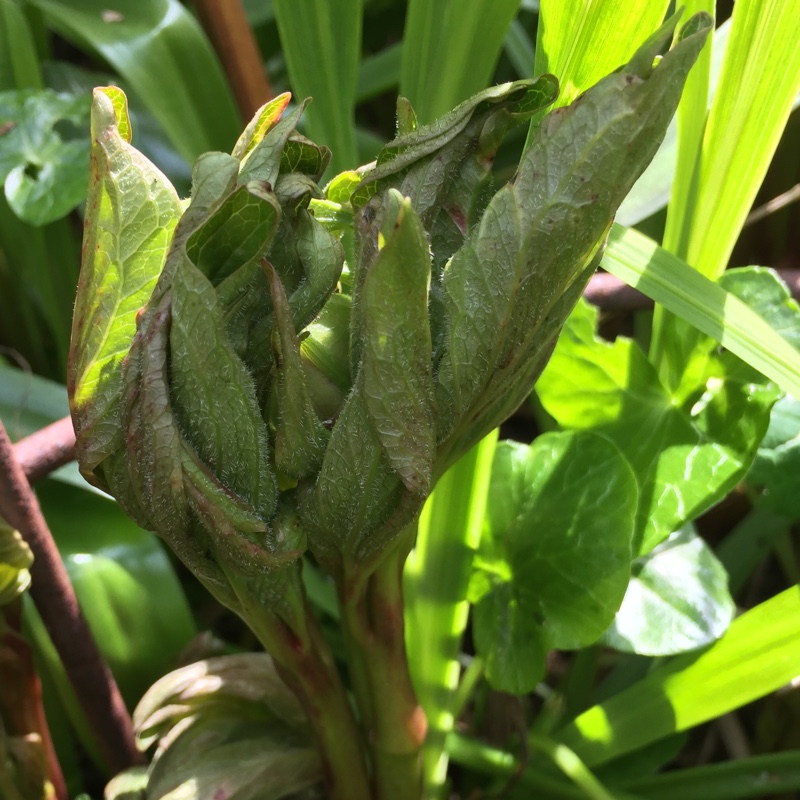plant image 41526