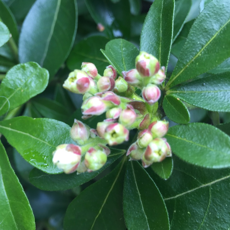 plant image 51747