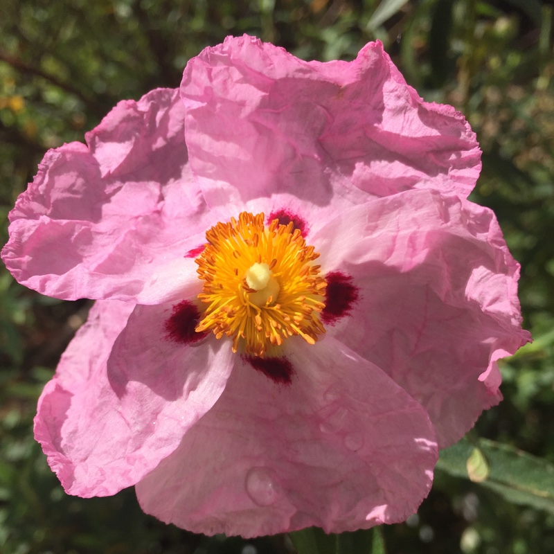 Plant image Cistus x purpureus 'Alan Fradd'