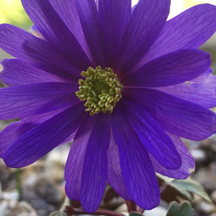 plant image 622124 plant image 622124