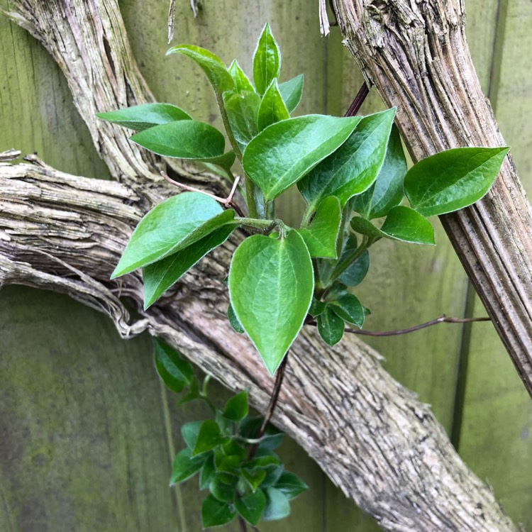 plant image 652553