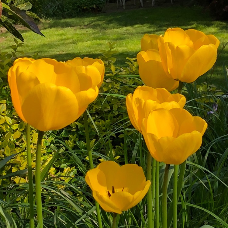 Plant image Tulipa 'Golden Apeldoorn'
