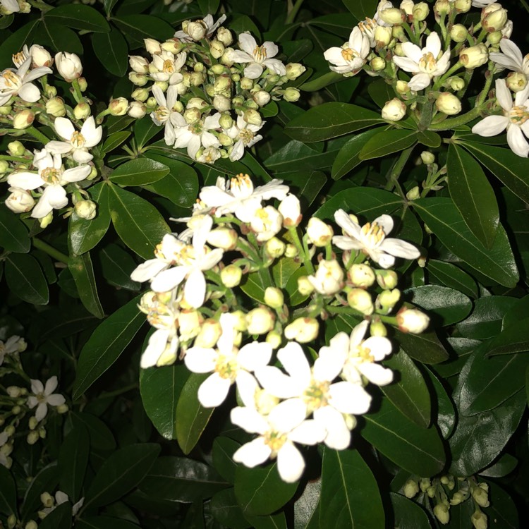 plant image 668693