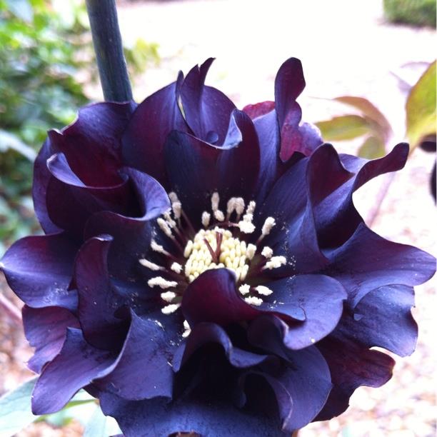 Plant image Helleborus x hybridus 'Harvington Double Chocolate'