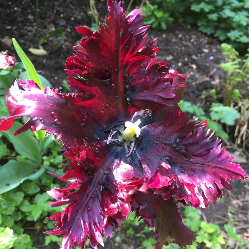 Tulipa 'Black Parrot'