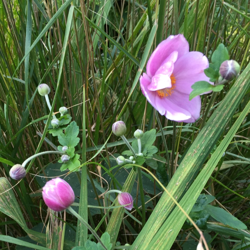 plant image 7649 plant image 7649