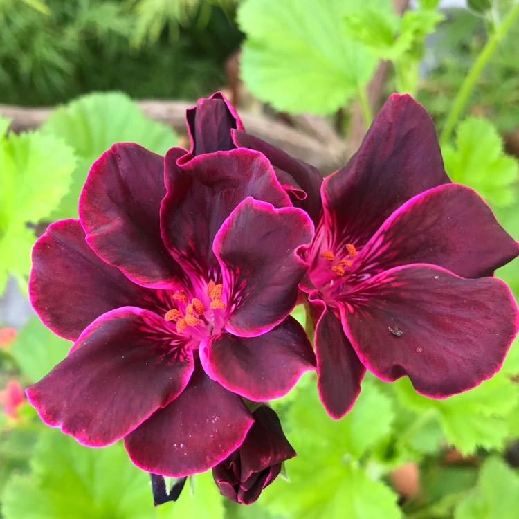 Plant image Pelargonium 'Lord Bute'
