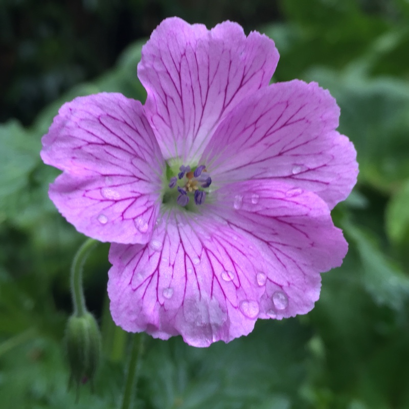 plant image 83384 plant image 83384