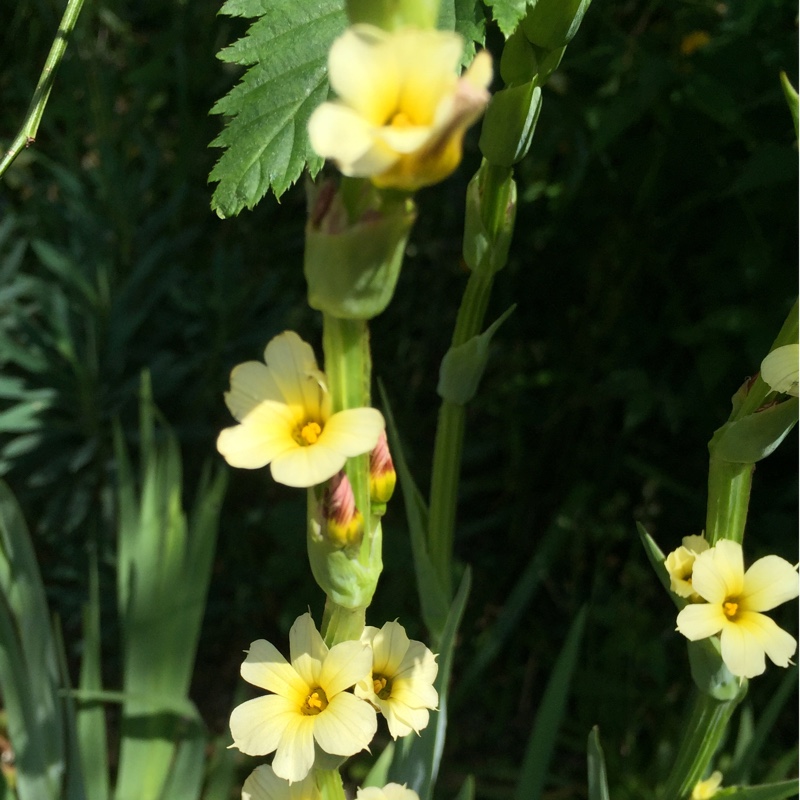 Plant image Sisyrinchium striatum