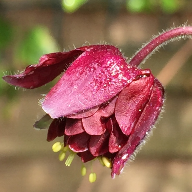 Aquilegia 'Ruby Port'