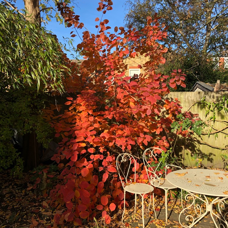 Plant image Cotinus 'Grace'