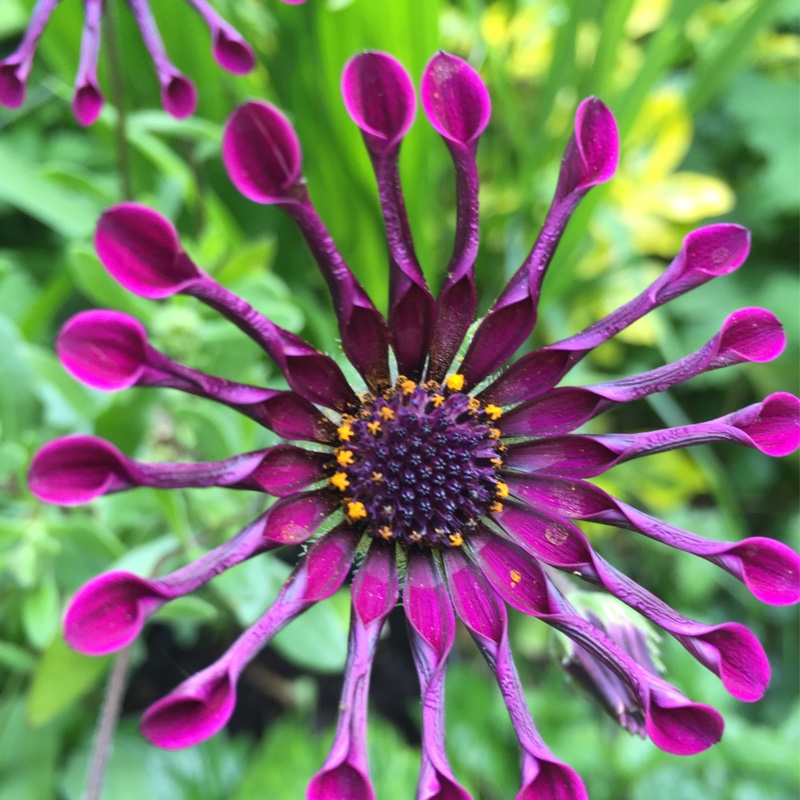 Osteospermum 'Whirligig'