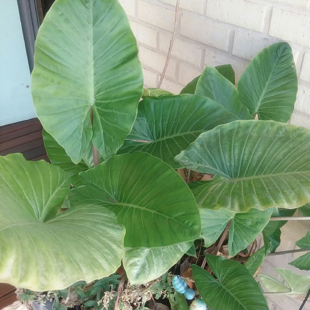 Elephant Ear (Colocasia)