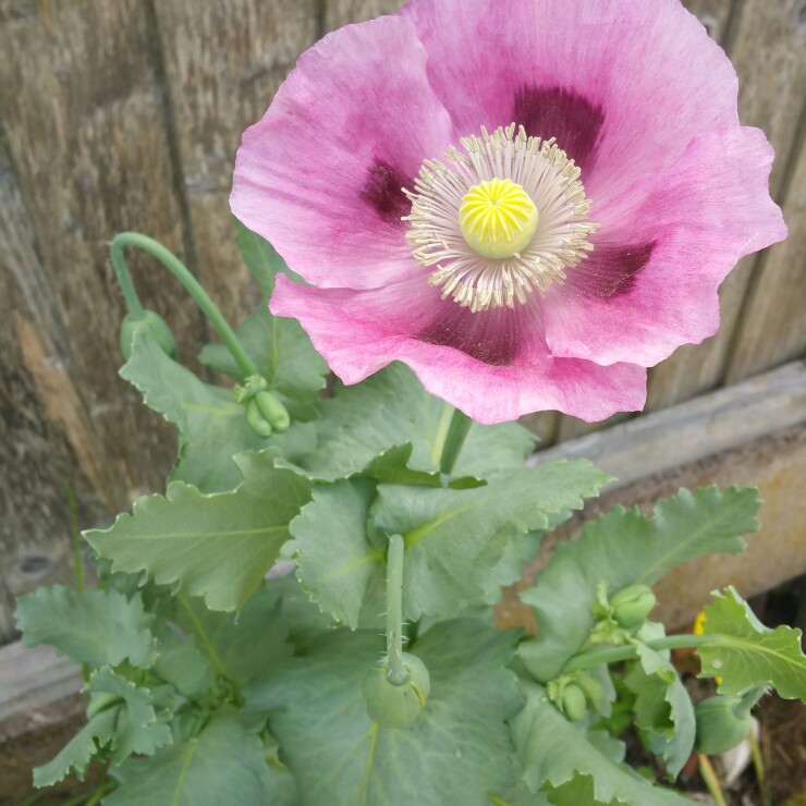 Barbie's garden