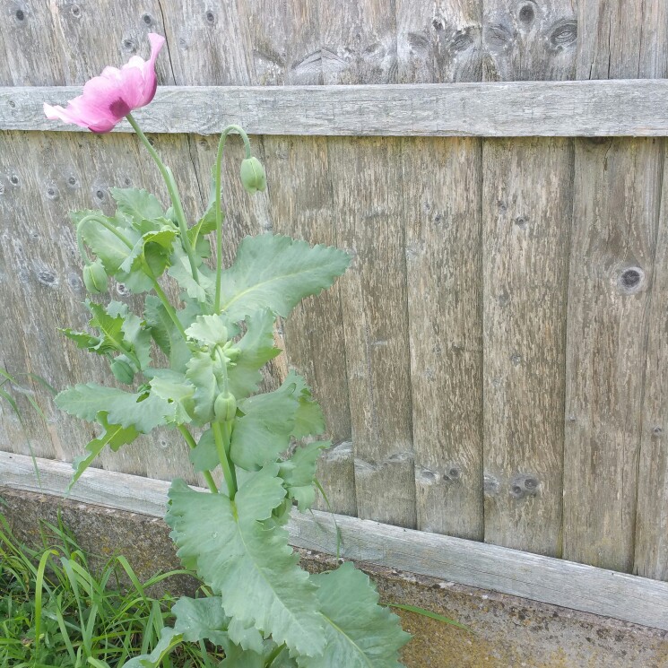 Barbie's garden