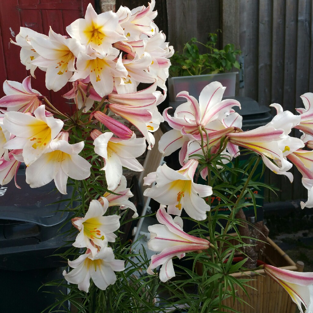 plant image 50025