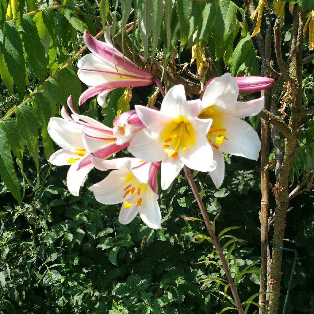 Plant image Lilium regale 'Album'