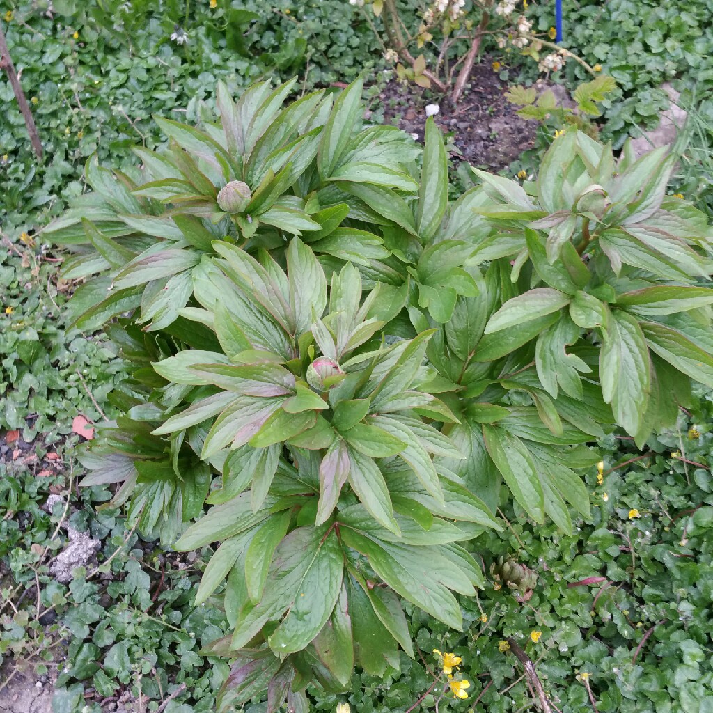 plant image 52469 plant image 52469