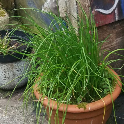 plant image 52508
