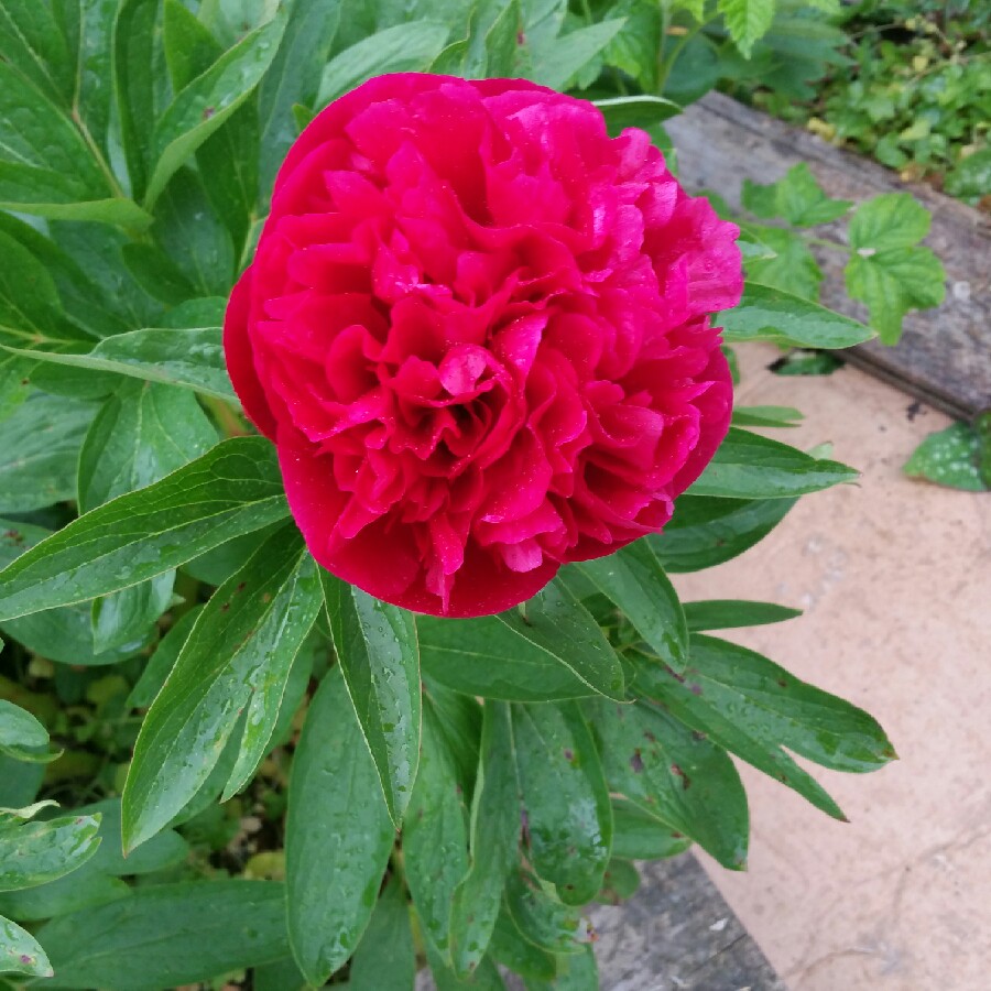 Peony