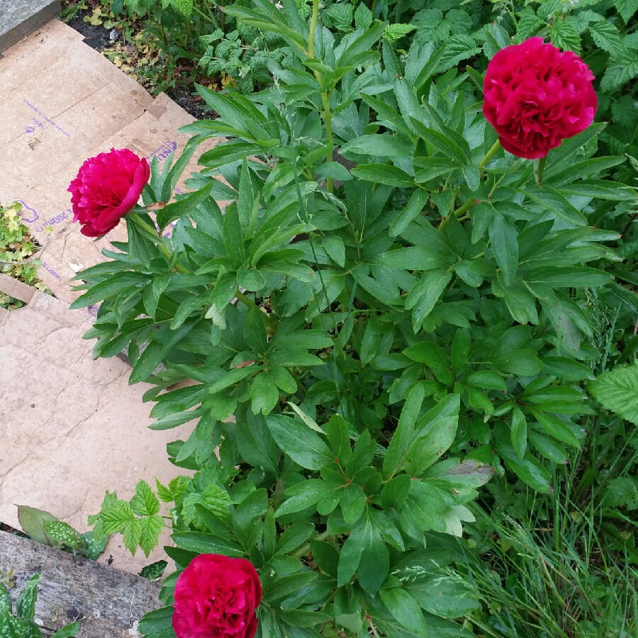 Peony