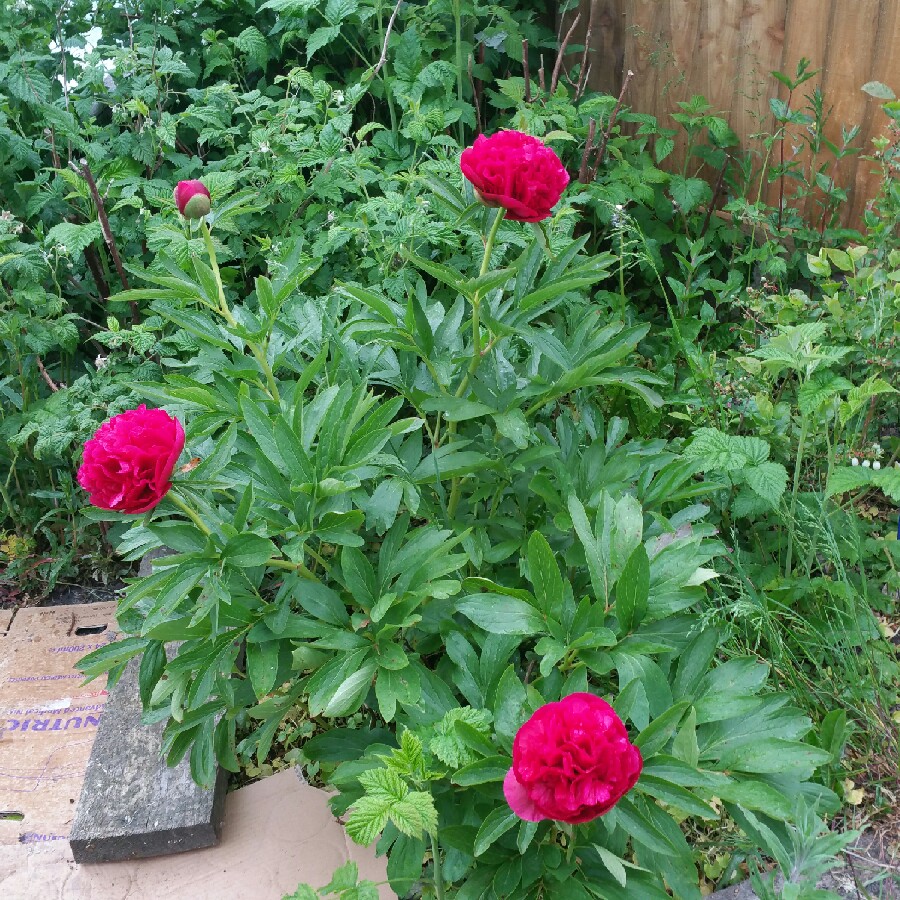 Peony