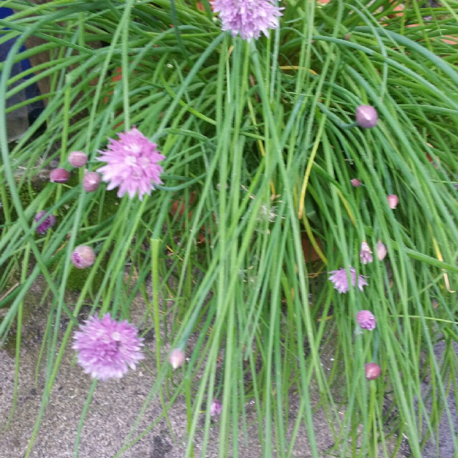 Chives