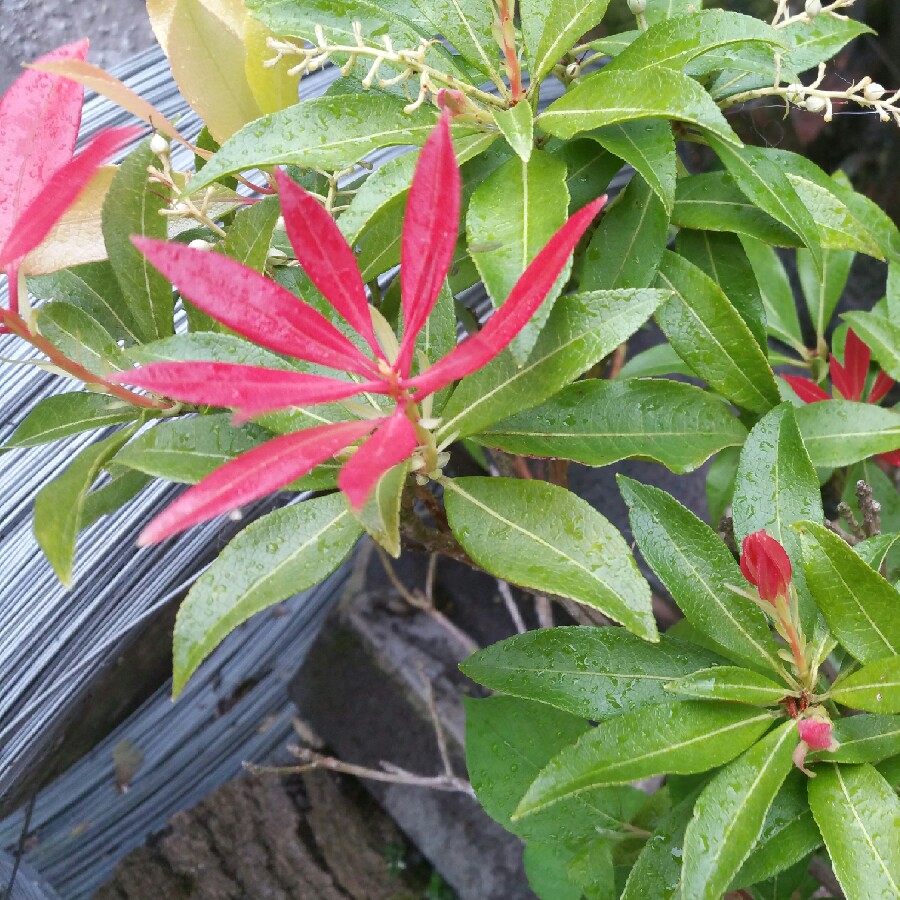 Pieris 'Forest Flame'