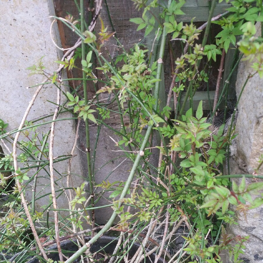 Jasmine