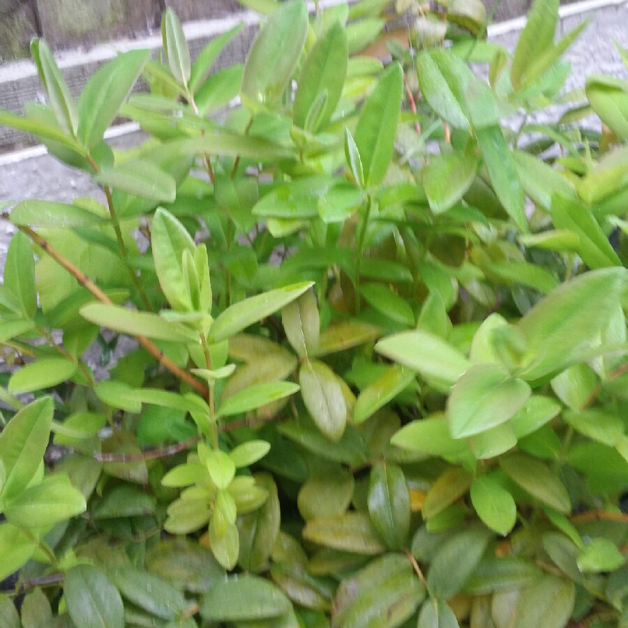 Hypericum 'Magical Sunshine'