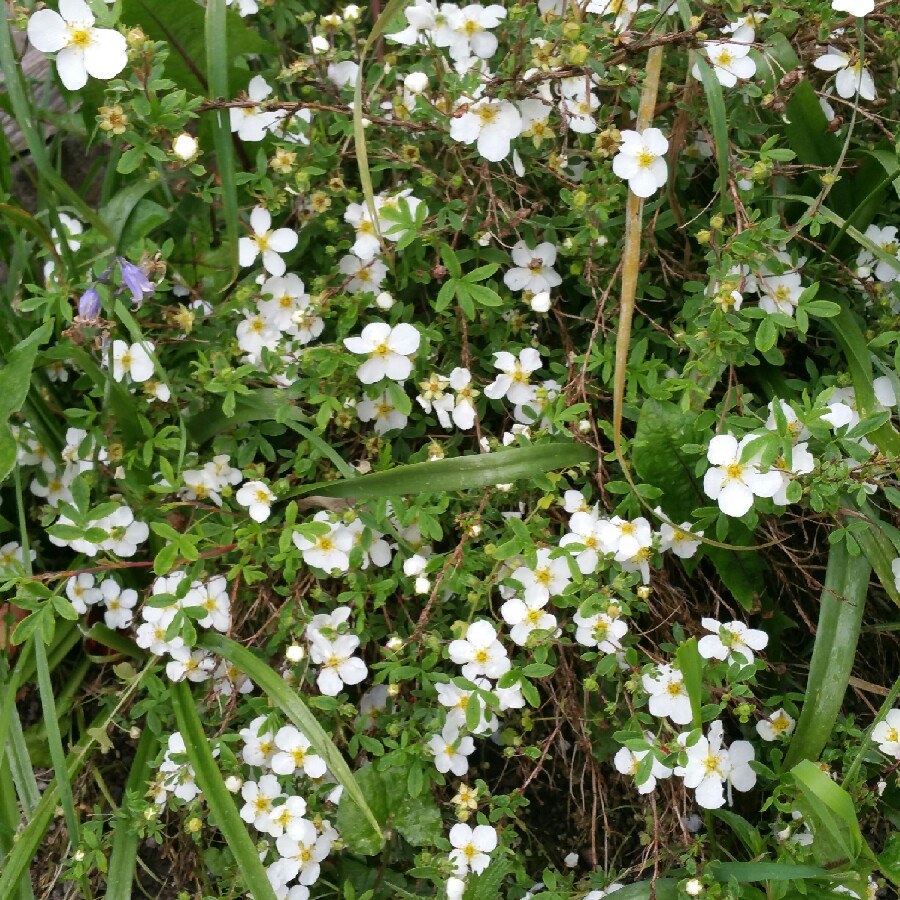 Cinquefoil
